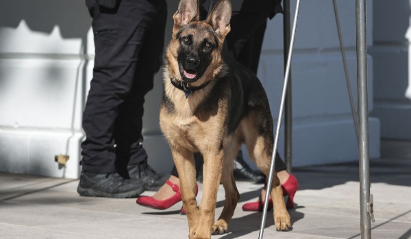 Cachorro de Biden vira “problema sério” na Casa Branca após morder agentes
