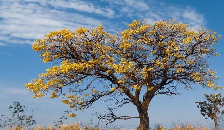 Campo Grande celebra 121 anos com dia ensolarado