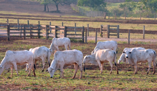 Arroba do boi sobe 16,6% em um mês no Estado e registra tendência de valorização