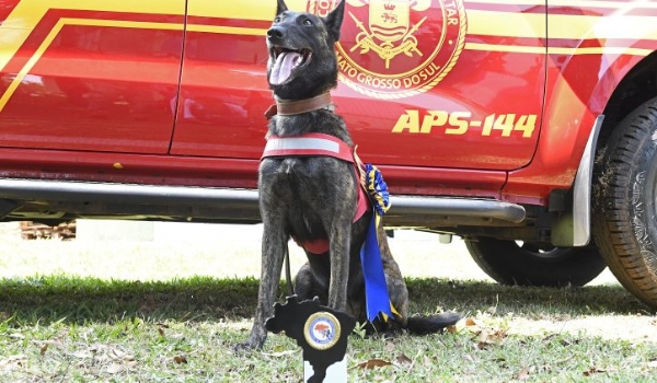 Com certificação nacional, cadela Laika do Corpo de Bombeiros de MS está apta para busca e resgate