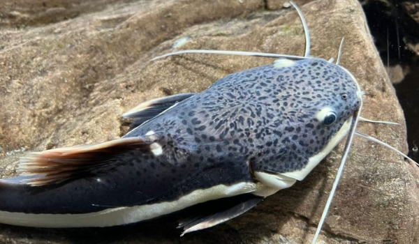 Bioparque Pantanal apresenta novos moradores de tanque itinerante