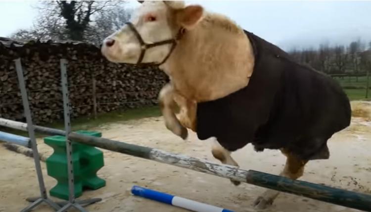 Touro fujão fecunda vacas da vizinha e dono é condenado
