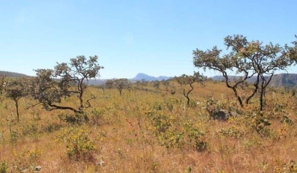 Em 37 anos, Cerrado registra maior índice de perda de florestas naturais