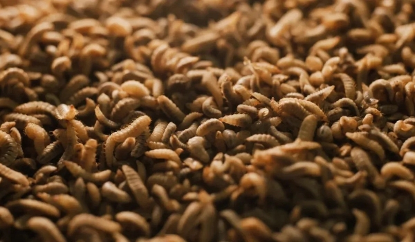 Por que uma das maiores produtoras de carne dos EUA está investindo em proteína de insetos