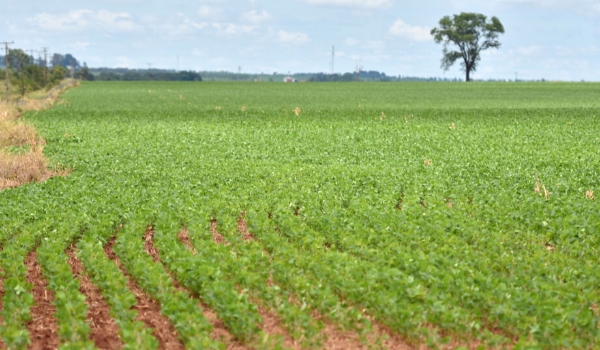 Atraso das chuvas pode impactar a produtividade da soja em MS