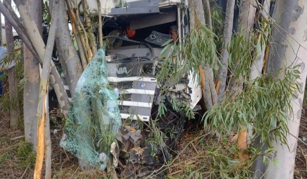 Motorista perde controle, carreta sai da pista e colide com eucalipto na BR-376