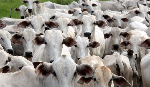 Produtores devem fazer a atualização cadastral e declaração do rebanho a partir de 1° de novembro
