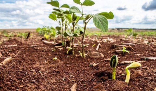 Cresce umidade do solo na zona da soja e El Niño deve afetar desempenho da safra