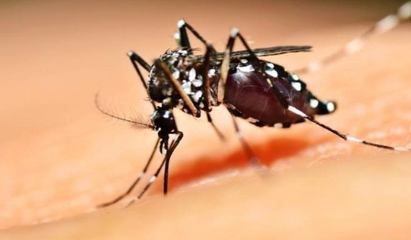 Para fortalecer estratégias de prevenção e controle, SES realiza oficina de Plano de Contingência das Arboviroses