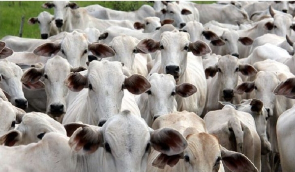 Segue aberto prazo para atualização cadastral e declaração do rebanho em MS