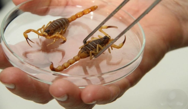 Com 3,6 mil ataques até outubro em MS, vigilância faz alerta para evitar problemas com escorpiões