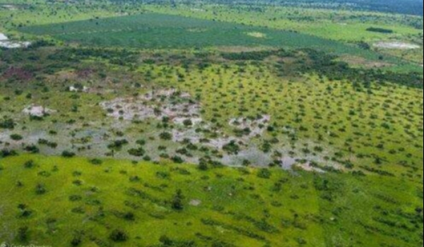 Projeto de Lei do Pantanal proíbe cultivo, limita desmatamento e prevê recursos