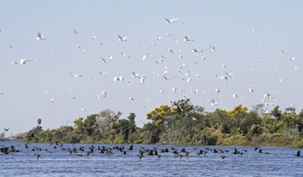 Lei do Pantanal: proposta entregue prevê ampliar proteção e reduzir desmatamento
