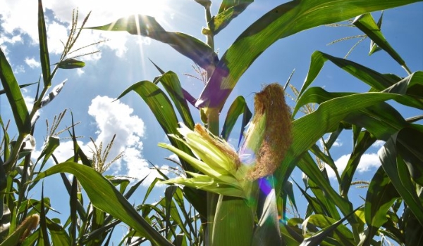 Pesquisa e adoção de tecnologias impulsionaram salto na produção no milho safrinha em MS