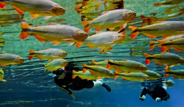 Férias de fim de ano combina com mergulho e flutuação