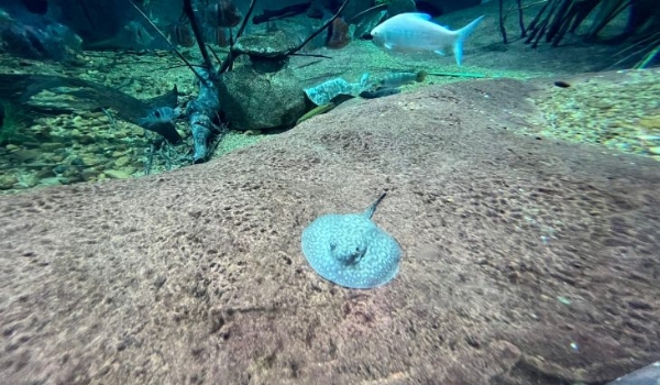 Família cresce e Bioparque Pantanal registra mais um nascimento de arraias