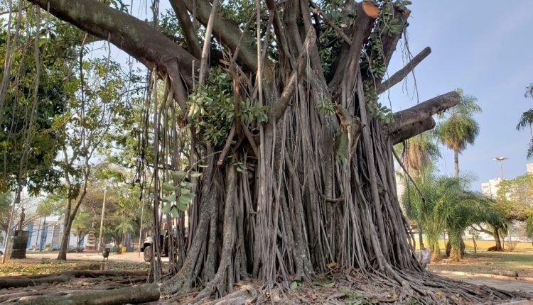 Poda em árvore no centro de Campo Grande assusta, mas tratamento deve fortalecer Figueira