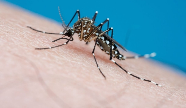 Em um ano, casos de chikungunya aumentam 142% em SP