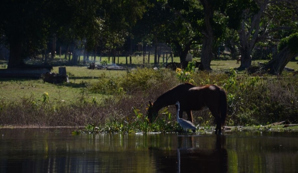 Emenda aprovada na Assembleia libera confinamento no Pantanal