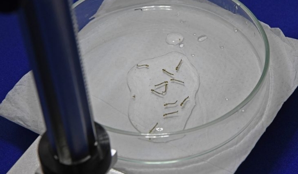 Combate à dengue: com calor e chuvas, população deve redobrar cuidados