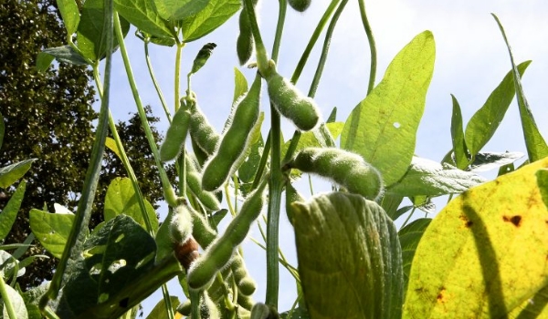 Prazo para plantio de soja tem alterações neste final de ano em Mato Grosso do Sul