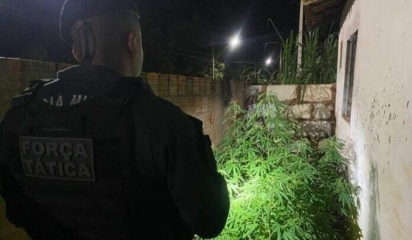 Suspeito é abordado e polícia descobre horta de maconha em quintal