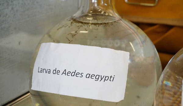 Casos de zika têm alta em Mato Grosso do Sul, mas doença segue sob controle