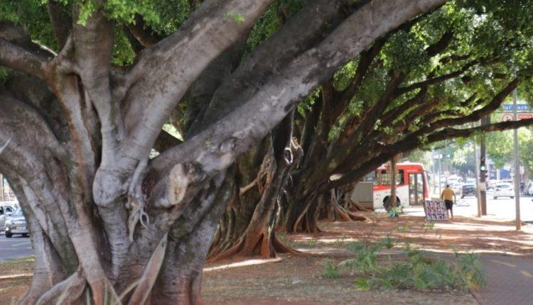 ‘Cirurgia’ e clones são saídas para superar morte de árvores centenárias em Campo Grande