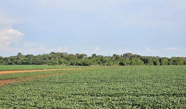 Plantio da soja em MS terá até 13 de janeiro para ser concluído