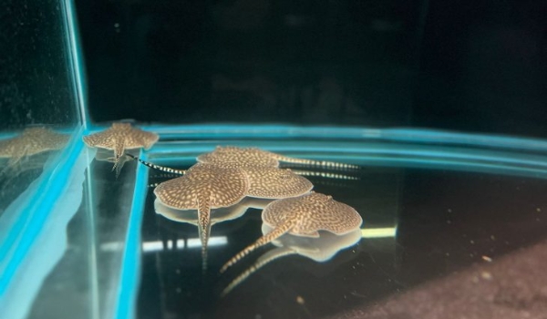 Bioparque Pantanal celebra nascimento dos primeiros ‘bebês’ de 2024; arraia Jusara é mãe de 14 filhotes