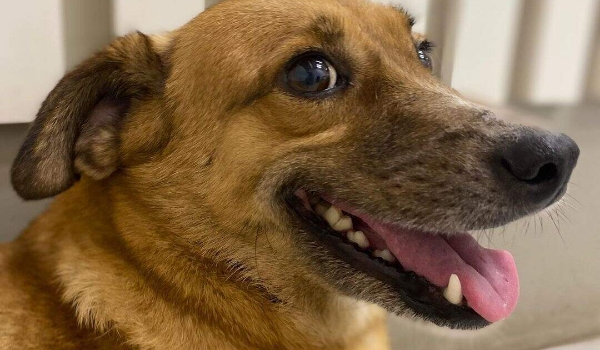 Com fãs em várias lojas, 'Caramelo' é mascote que conquistou o comércio