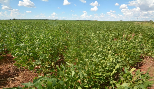 MS encerra 2023 com saldo de R$ 37 bilhões na balança comercial