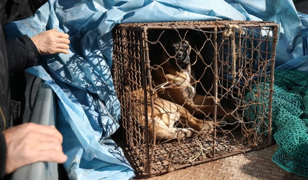 Coreia do Sul aprova projeto de lei que proíbe venda de carne de cachorro