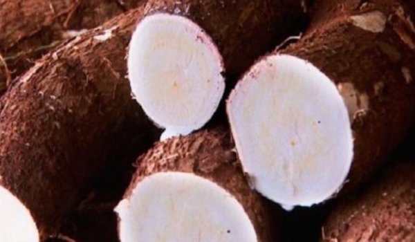 MS bate recorde na produção de mandioca e lidera exportação de fécula no País