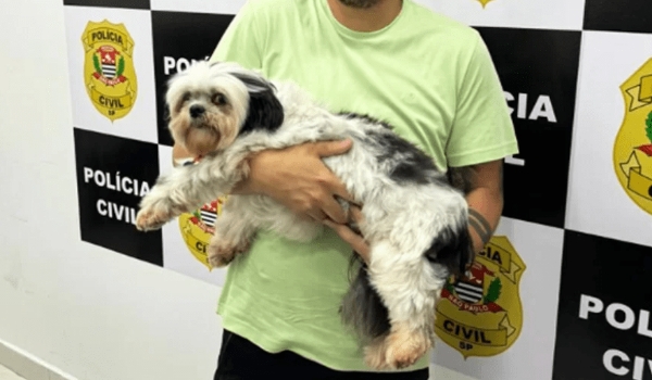 Cachorro é vítima de chutes por tutor e exame revela fratura nas costelas