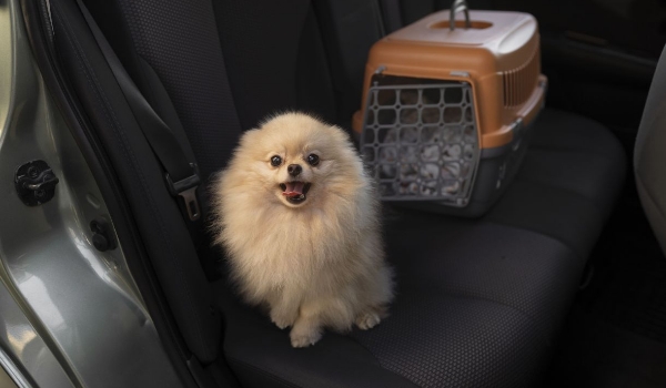 Vai viajar? Veja algumas dicas para levar o seu pet com segurança