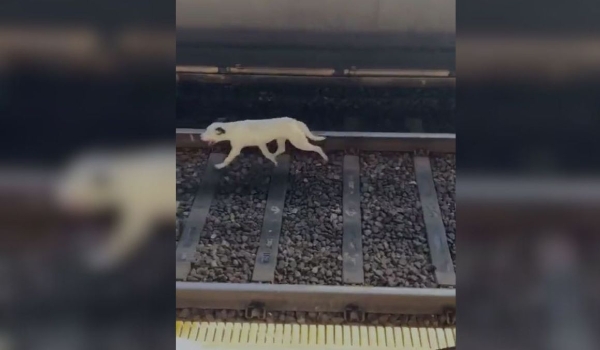 Cachorro invade trilhos e afeta circulação do Metrô em São Paulo