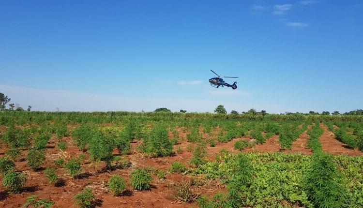 Vídeo: Em apenas 2 dias, polícia tira 423,7 toneladas de maconha de circulação na fronteira de MS