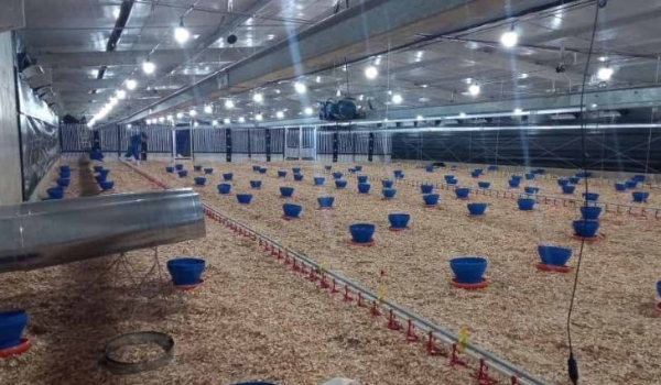 Frango Vida: incentivo a avicultura de MS garante mais de R$ 35 milhões aos produtores e ânimo ao setor