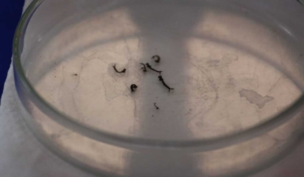 Dengue tem alta incidência em 2 cidades e chikungunya cresce em casos prováveis