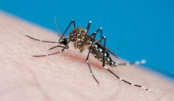 Chikungunya e zika diminuem no país, mas casos crescem em áreas de maior risco