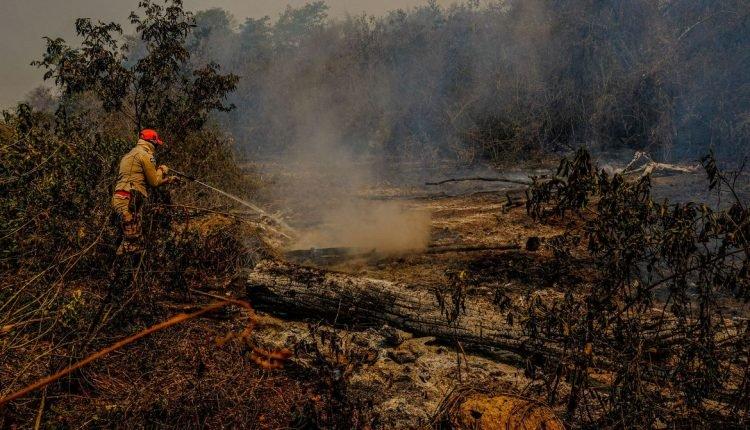 Comissão do Senado prepara visita ao Pantanal em MS