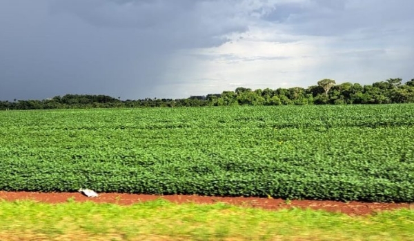Prazo para cadastro de áreas de plantio de soja encerra em 31 de janeiro em MS