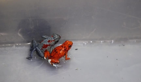 Polícia da Colômbia descobre brasileira transportando ilegalmente 130 sapos venenosos