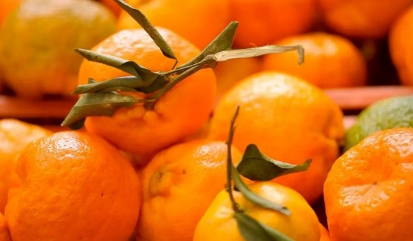 Doença greening: Iagro alerta sobre riscos na compra de mudas irregulares em MS