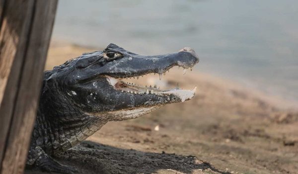 Filho tentou, mas legado dos jacarés sobrevive mesmo é com mulher