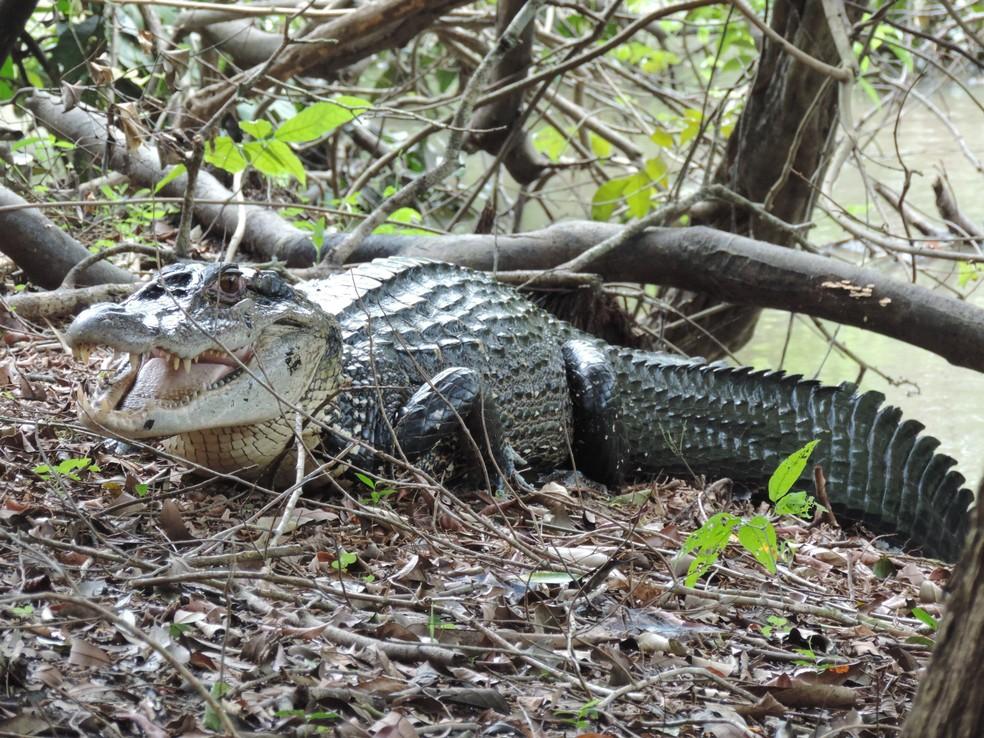 Desmatamento põe em risco os 4 jacarés da Amazônia