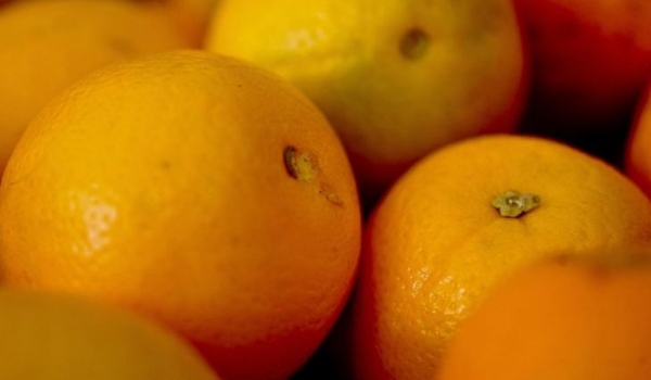 Iagro alerta sobre perigo na compra de mudas irregulares em função da doença greening