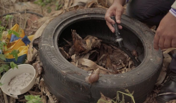 Dicas simples podem ajudar na prevenção contra dengue na sua residência