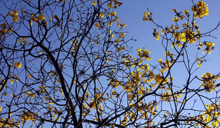 Primeiro domingo da primavera será de sol em todo o MS